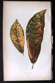 Lowe Beautiful Leaved Plants 1864 Botanical Print. Croton Pictum 08