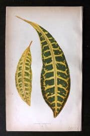 Lowe Beautiful Leaved Plants 1864 Botanical Print. Croton Variegatum 02