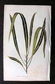 Lowe Beautiful Leaved Plants 1864 Botanical Print. Croton Variegatum 41