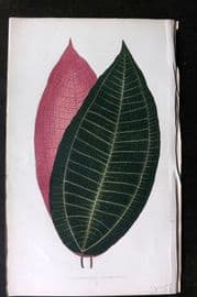Lowe Beautiful Leaved Plants 1864 Botanical Print. Cyanophyllum Magnificum 10