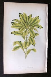 Lowe Beautiful Leaved Plants 1864 Botanical Print. Daphne Mezereum 50