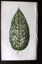 Lowe Beautiful Leaved Plants 1864 Botanical Print. Dieffenbachia Seguina 14