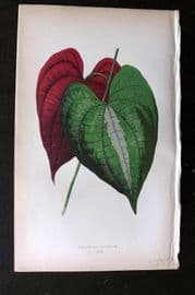 Lowe Beautiful Leaved Plants 1864 Botanical Print. Dioscorea Discolor 54