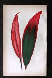 Lowe Beautiful Leaved Plants 1864 Botanical Print. Dracea Ferrea 03