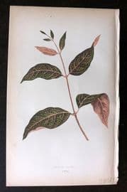 Lowe Beautiful Leaved Plants 1864 Botanical Print. Echites Nutans 58