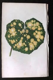 Lowe Beautiful Leaved Plants 1864 Botanical Print. Farfugium Grande 11
