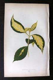 Lowe Beautiful Leaved Plants 1864 Botanical Print. Graptophyllum Pictum 45