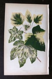 Lowe Beautiful Leaved Plants 1864 Botanical Print. Hedera Helix Variegata 57