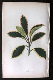 Lowe Beautiful Leaved Plants 1864 Botanical Print. Hoya Carnosa Variegata 44
