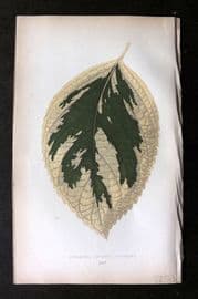 Lowe Beautiful Leaved Plants 1864 Botanical Print. Hydrangea Japonica 25