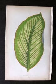 Lowe Beautiful Leaved Plants 1864 Botanical Print. Maranta Alba 55
