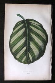 Lowe Beautiful Leaved Plants 1864 Botanical Print. Maranta Fasciata 23