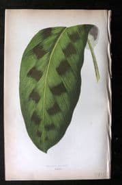 Lowe Beautiful Leaved Plants 1864 Botanical Print. Maranta Pardina 32