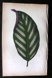 Lowe Beautiful Leaved Plants 1864 Botanical Print. Maranta Porteana 26