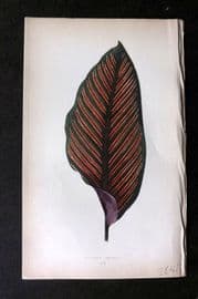 Lowe Beautiful Leaved Plants 1864 Botanical Print. Maranta Regalis 20