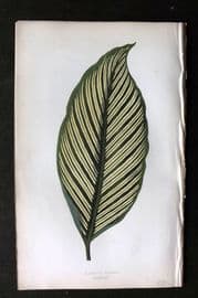 Lowe Beautiful Leaved Plants 1864 Botanical Print. Maranta Vittata 38