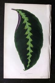 Lowe Beautiful Leaved Plants 1864 Botanical Print. Maranta Warscewiczii 17