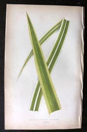 Lowe Beautiful Leaved Plants 1864 Botanical Print. Pandanus Javanicus 36