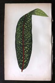 Lowe Beautiful Leaved Plants 1864 Botanical Print. Pavetta Borbonica 05