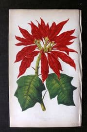 Lowe Beautiful Leaved Plants 1864 Botanical Print. Poinsettia Pulcherrima 31