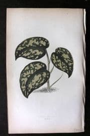 Lowe Beautiful Leaved Plants 1864 Botanical Print. Pothos Argyraea 28