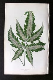 Lowe Beautiful Leaved Plants 1864 Botanical Print. Pteris Argyraea 37