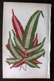 Lowe Beautiful Leaved Plants 1864 Botanical Print. Pteris Aspericaulis Fern 47