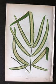 Lowe Beautiful Leaved Plants 1864 Botanical Print. Pteris Cretica 53