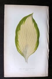 Lowe Beautiful Leaved Plants 1864 Botanical Print. Punkia Sieboldiana 34