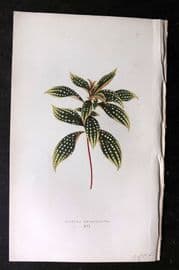 Lowe Beautiful Leaved Plants 1864 Botanical Print. Sonerila Margaritacea 16