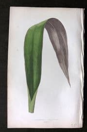 Lowe Beautiful Leaved Plants 1864 Botanical Print. Tradescantia Odoratissima 39