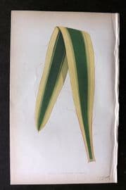 Lowe Beautiful Leaved Plants 1864 Botanical Print. Yucca Filamentosa 51