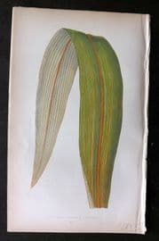 Lowe Beautiful Leaved Plants 1864 Botanical. Cordyline (Dracaena) Indivisa 52