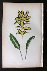 Lowe Beautiful Leaved Plants 1864 Euonymus Japonicus. Maranta Micans 49