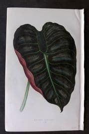 Lowe Beautiful Leaved Plants 1866 Botanical Print. Alocasia Metallica 60