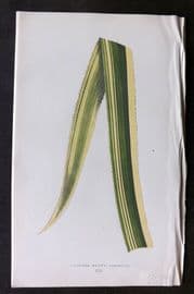 Lowe Beautiful Leaved Plants 1866 Botanical Print. Ananassa Sativa 21