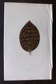 Lowe Beautiful Leaved Plants 1866 Botanical Print. Anoectochilus Lowii 40