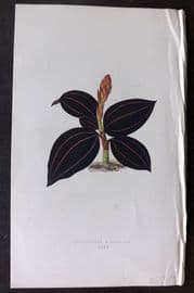 Lowe Beautiful Leaved Plants 1866 Botanical Print. Anoectochilus Rubro-Venia 35