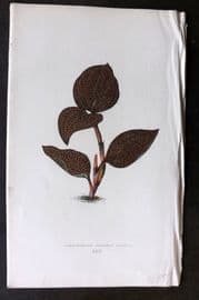 Lowe Beautiful Leaved Plants 1866 Botanical Print. Anoectochilus Setaceus 24