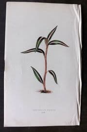 Lowe Beautiful Leaved Plants 1866 Botanical Print. Anoectochilus Striatus 30