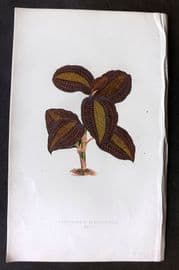 Lowe Beautiful Leaved Plants 1866 Botanical Print. Anoectochilus Xanthophyllus 07