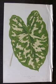 Lowe Beautiful Leaved Plants 1866 Botanical Print. Caladium Pictum 43