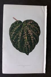Lowe Beautiful Leaved Plants 1866 Botanical Print. Cissus Porphyrophyllus 59