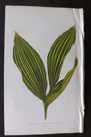 Lowe Beautiful Leaved Plants 1866 Botanical Print. Convallaria Majalis 42