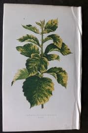 Lowe Beautiful Leaved Plants 1866 Botanical Print. Crataegus Prunifolia 48