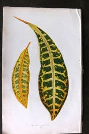 Lowe Beautiful Leaved Plants 1866 Botanical Print. Croton Variegatum 02