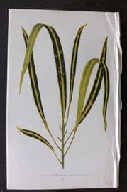 Lowe Beautiful Leaved Plants 1866 Botanical Print. Croton Variegatum 41