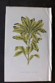 Lowe Beautiful Leaved Plants 1866 Botanical Print. Daphne Mezereum 50