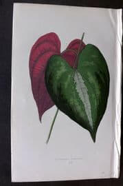 Lowe Beautiful Leaved Plants 1866 Botanical Print. Dioscorea Discolor 54