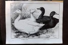 Ludlow C1910 Bird Poultry Print. Aylesbury Ducks, Cayuga Ducks